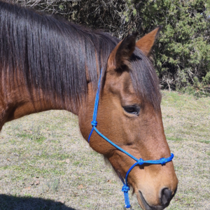 4 Knot Rope Halter