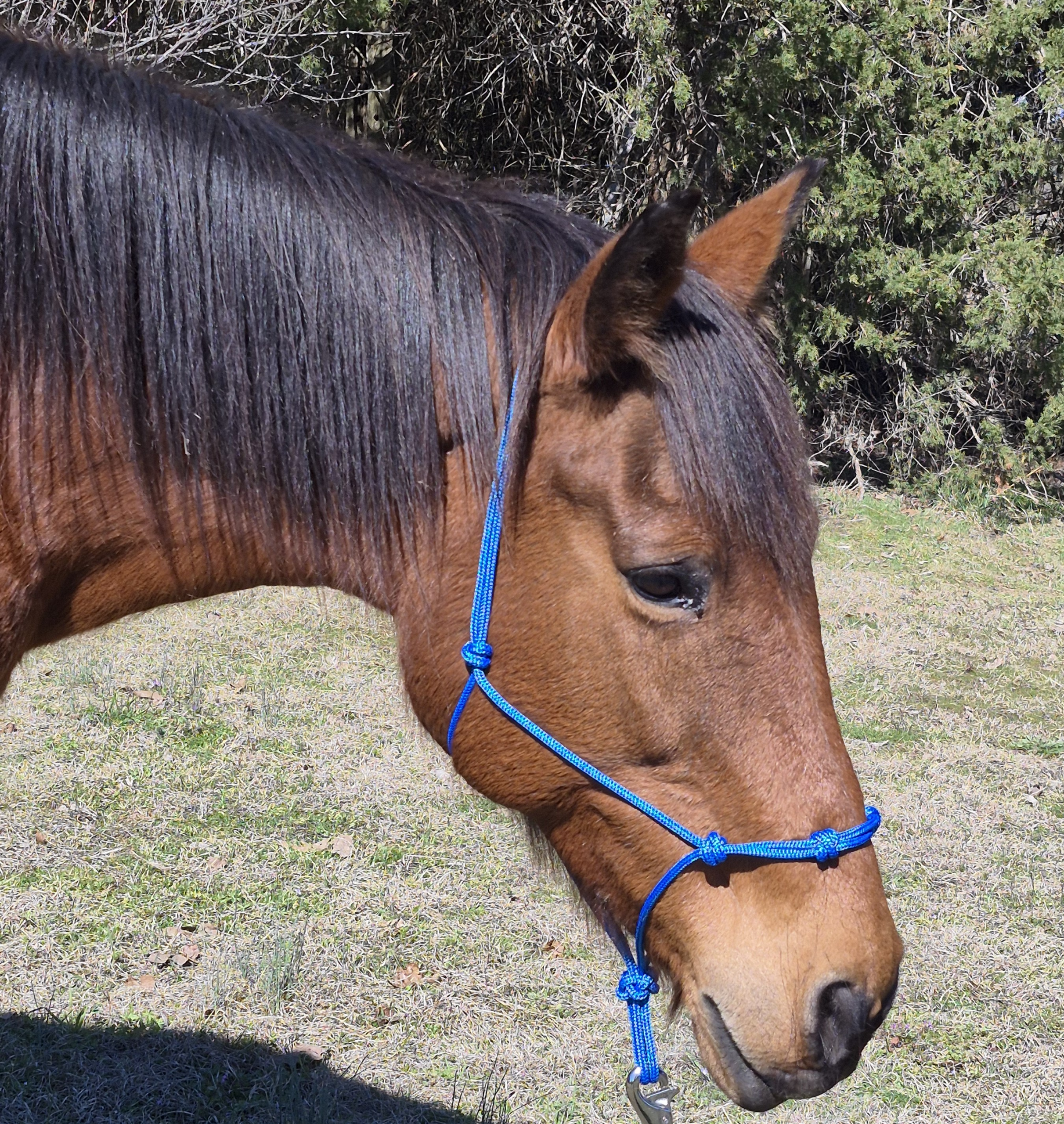 4 Knot Rope Halter